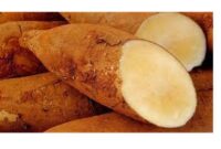 Ubi Yakon: Si Manis yang Menyehatkan, Cocok untuk Penderita Diabetes