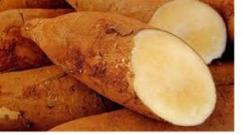 Ubi Yakon: Si Manis yang Menyehatkan, Cocok untuk Penderita Diabetes