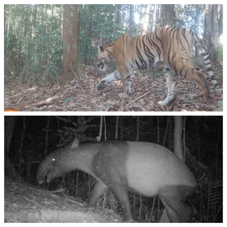 Kamera Trap Ungkap Keberadaan 42 Individu Harimau Sumatera di Bengkulu